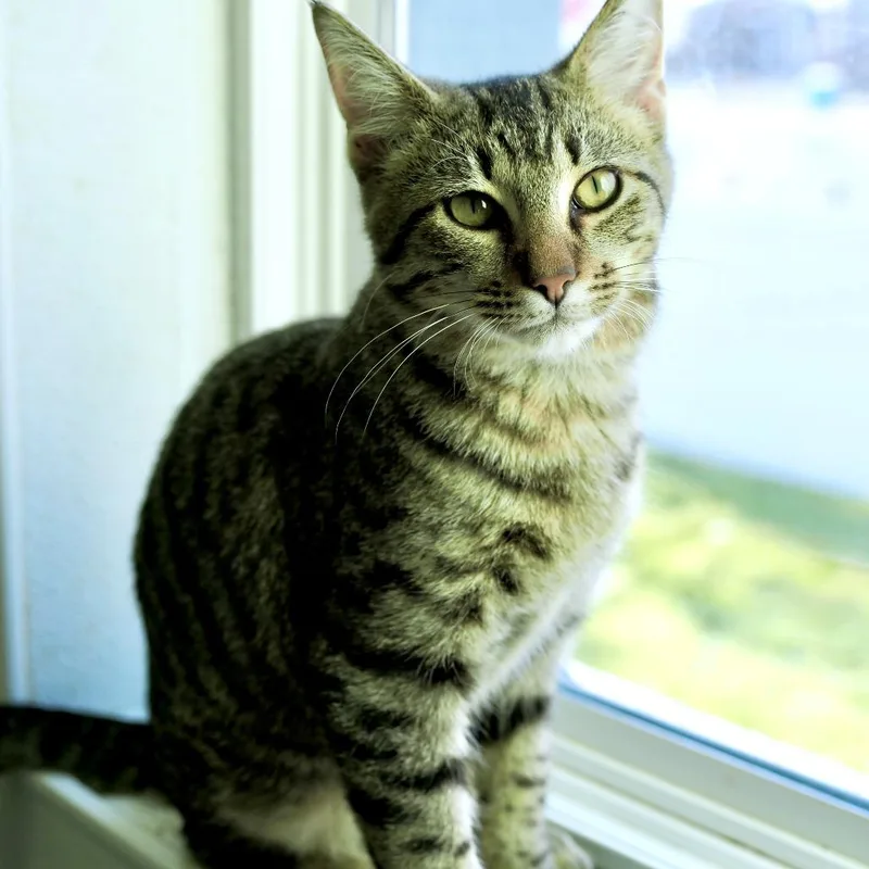 Good Sam thumbnail 4