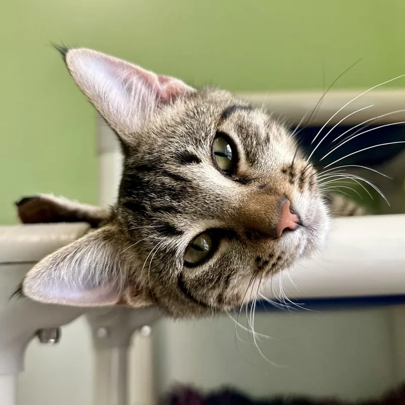 Good Sam thumbnail 5