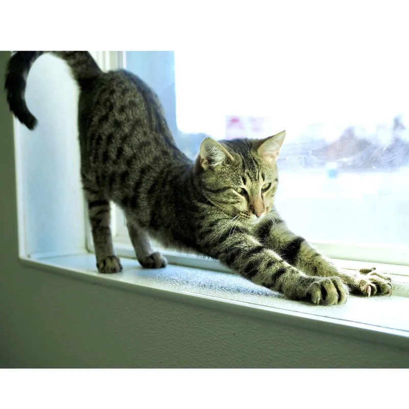 Good Sam thumbnail 6