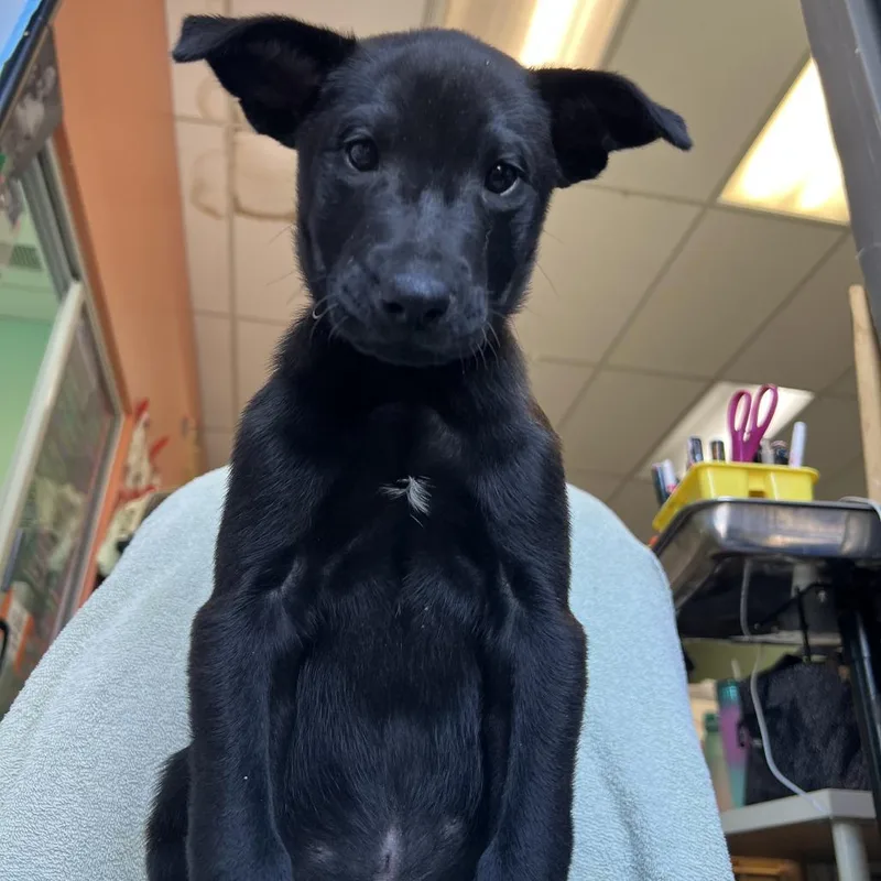 Big Blue thumbnail 5