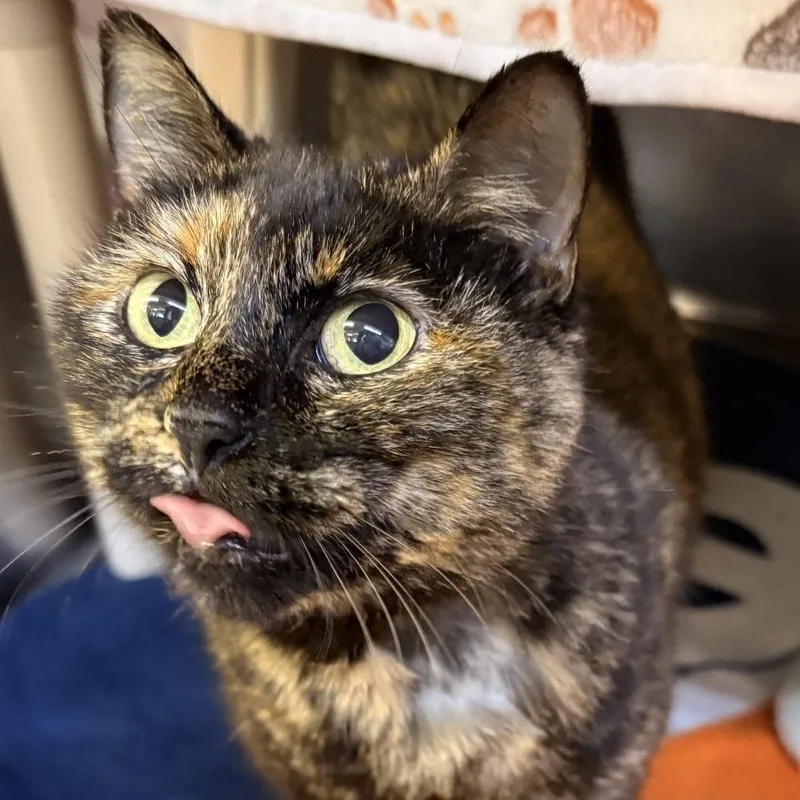 Milkshake thumbnail 2