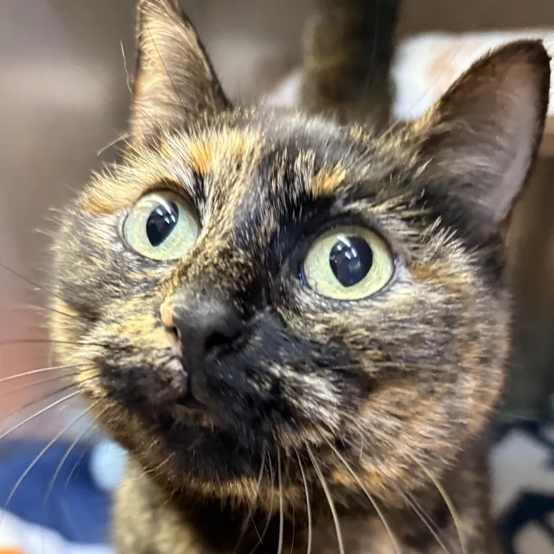 Milkshake thumbnail 3