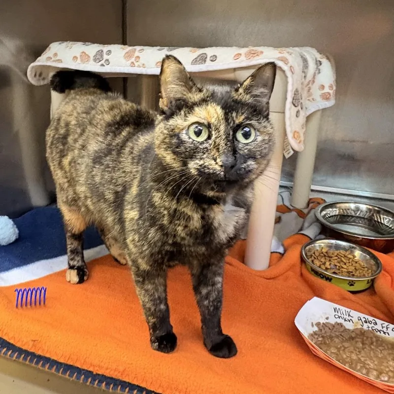 Milkshake thumbnail 5