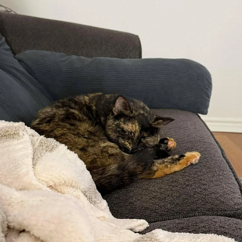 Milkshake thumbnail 6