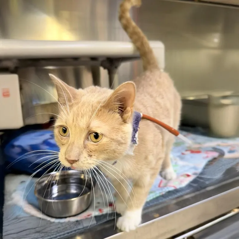 Kickapoo thumbnail 2