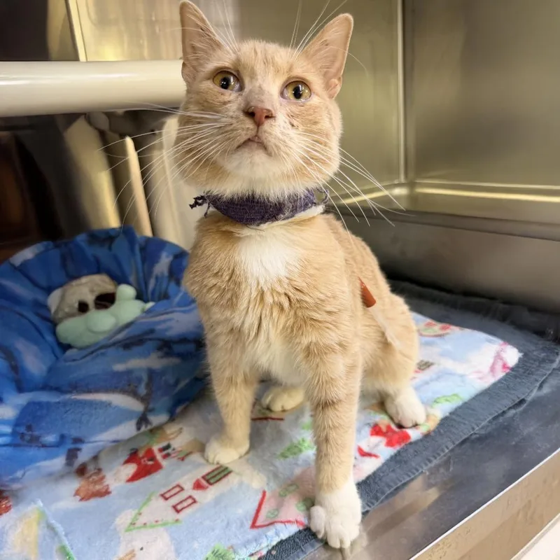 Kickapoo thumbnail 3