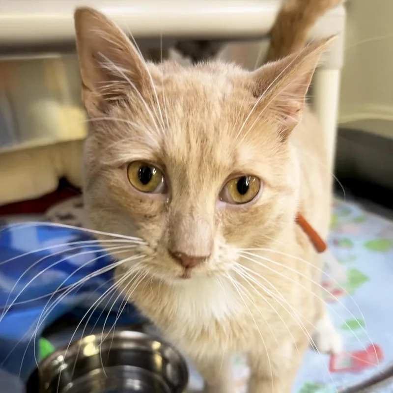 Kickapoo thumbnail 4