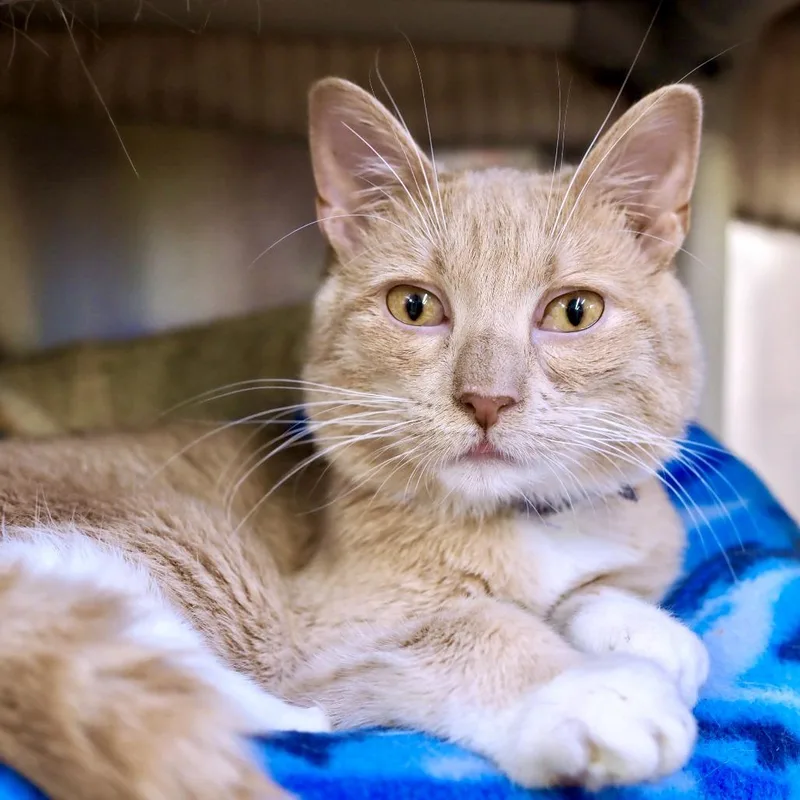 Kickapoo thumbnail 5