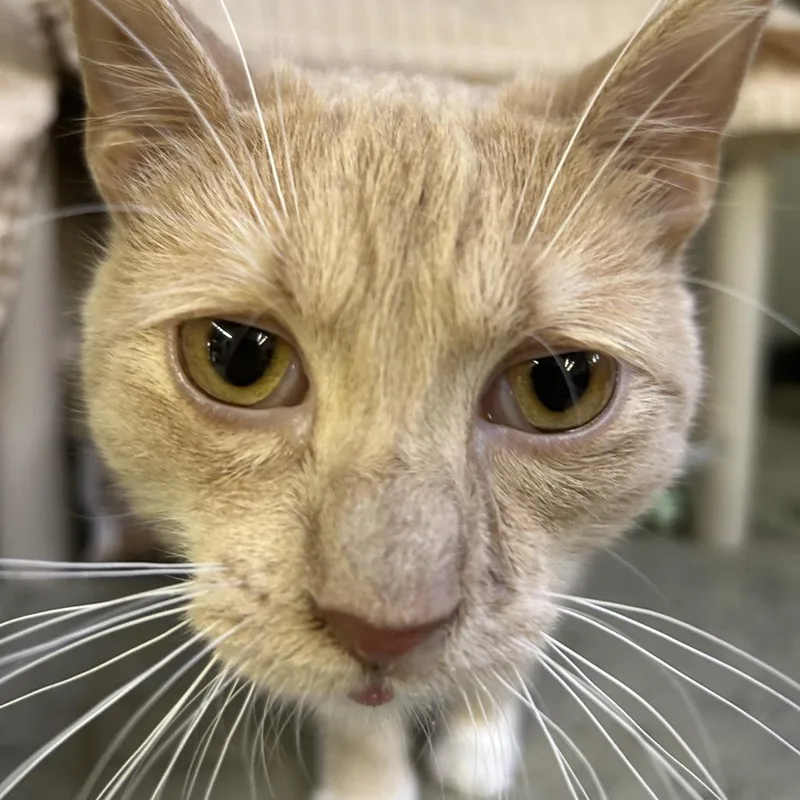 Kickapoo thumbnail 6