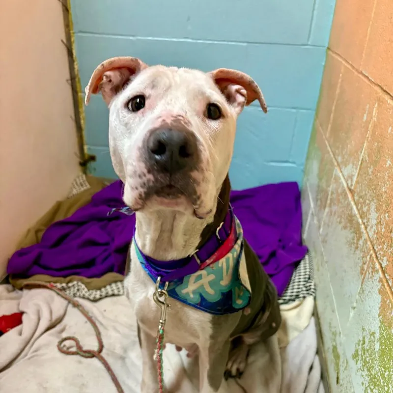 Kim Possible thumbnail 2