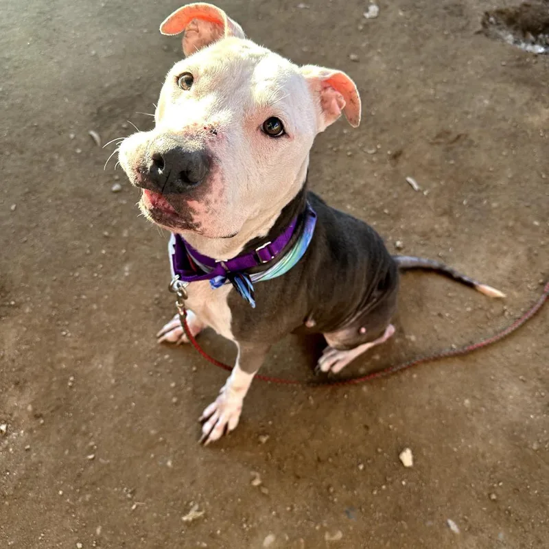 Kim Possible thumbnail 3