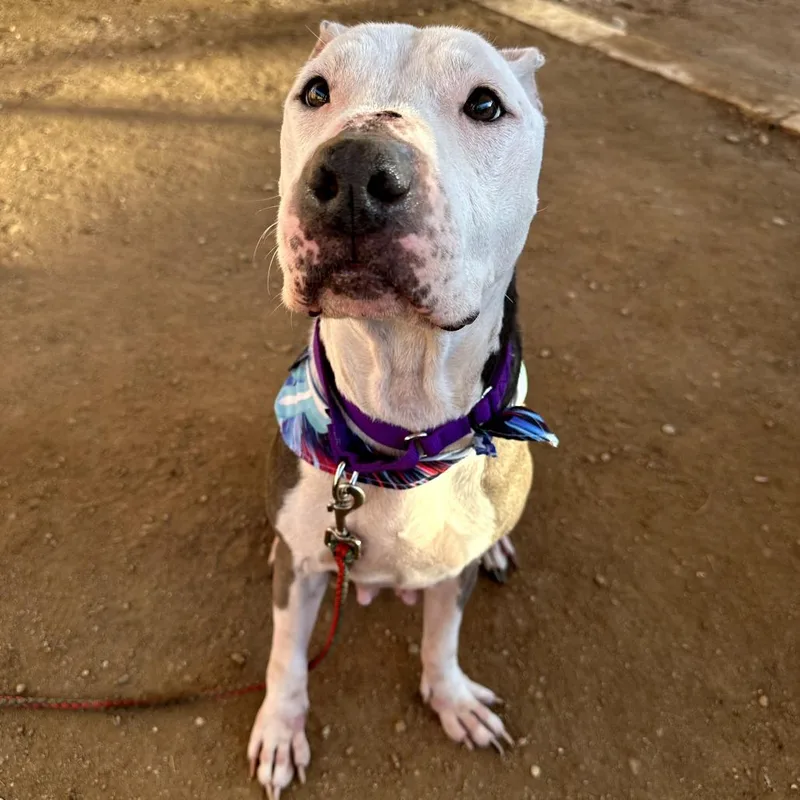 Kim Possible thumbnail 4