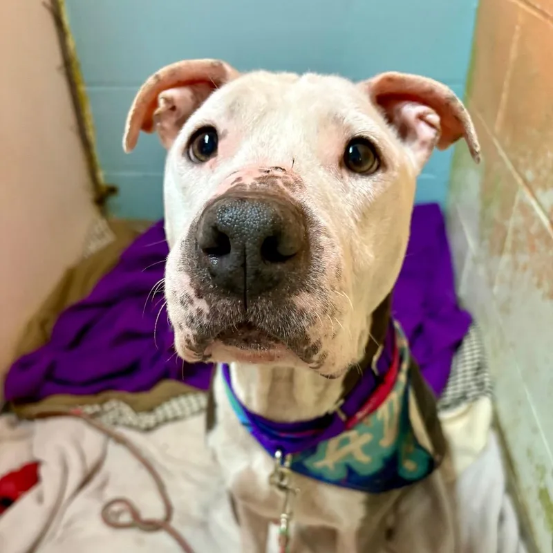 Kim Possible thumbnail 5