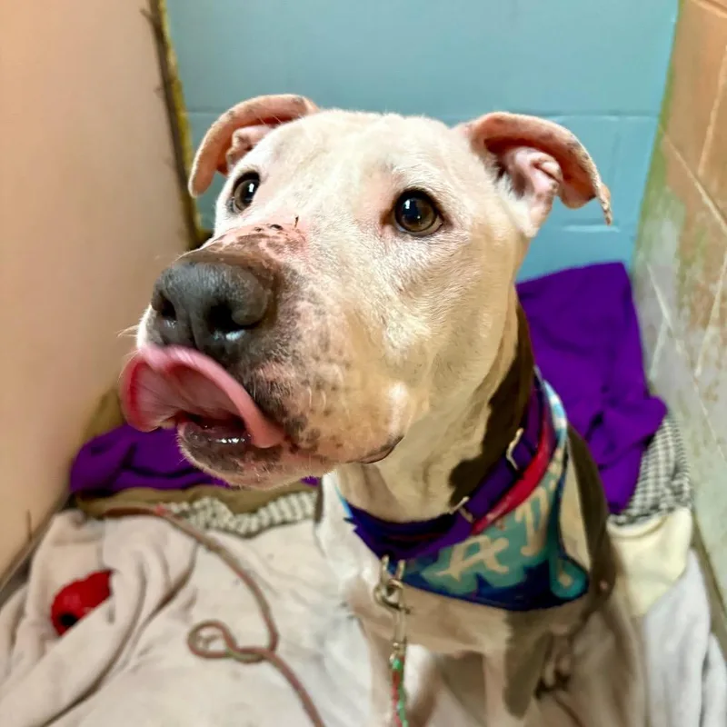 Kim Possible thumbnail 6