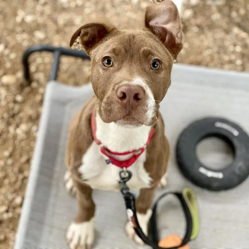 Fudgsicle thumbnail 2