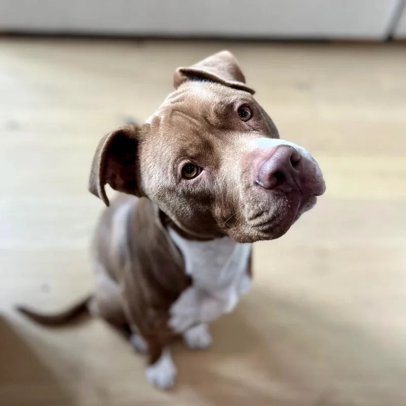 Fudgsicle thumbnail 3