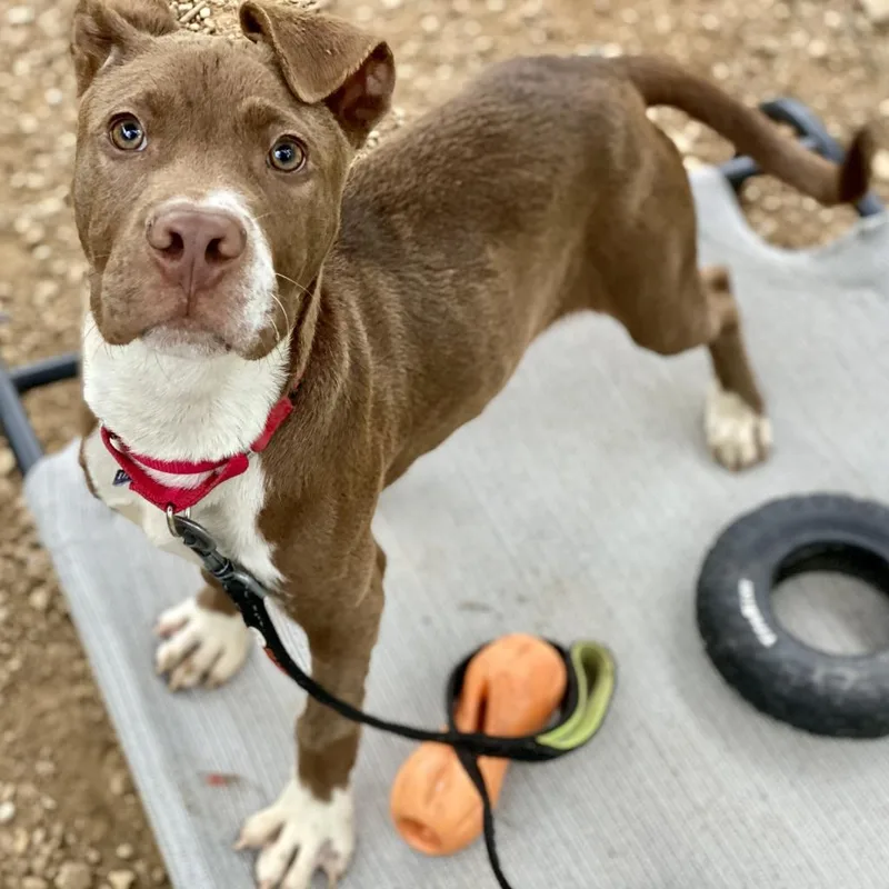 Fudgsicle thumbnail 4