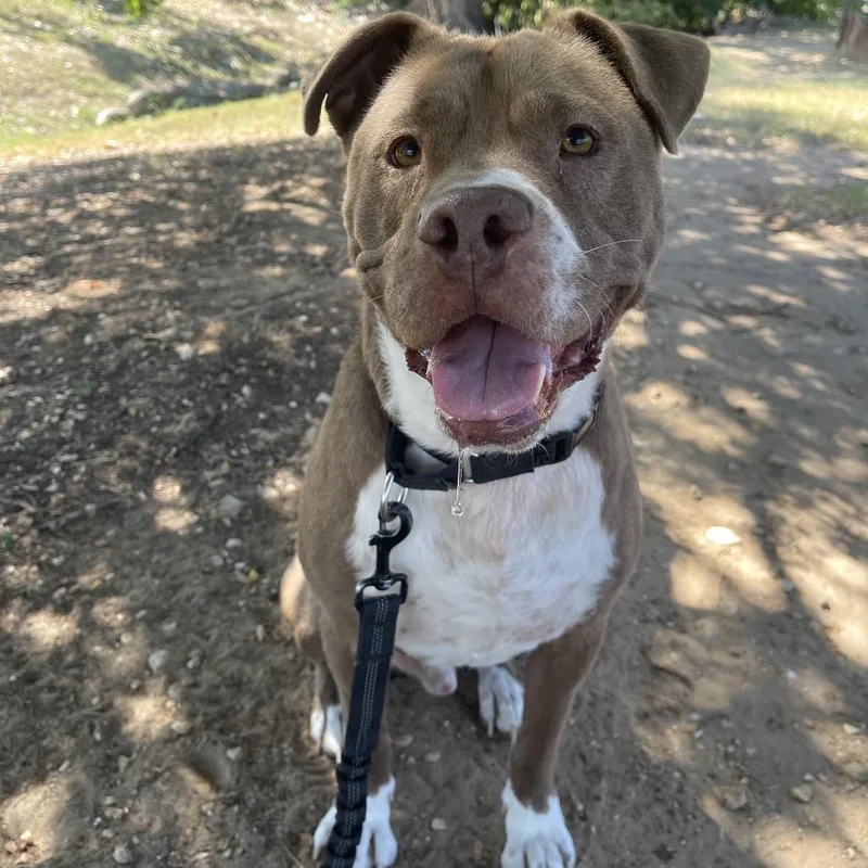 Fudgsicle thumbnail 5