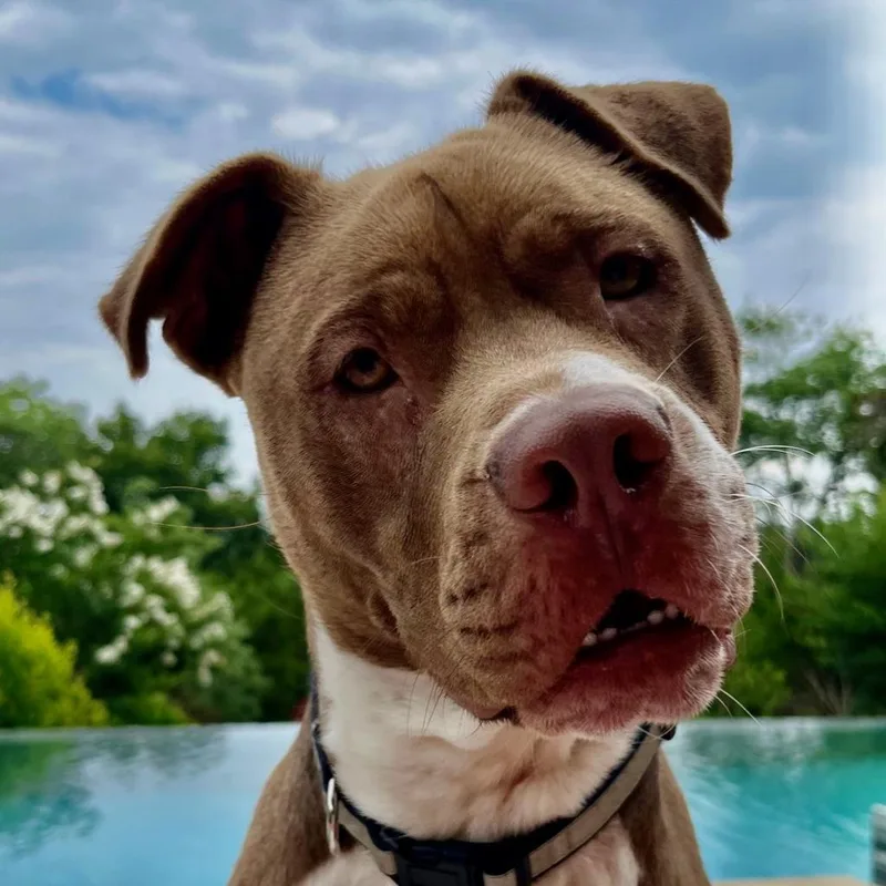 Fudgsicle thumbnail 6