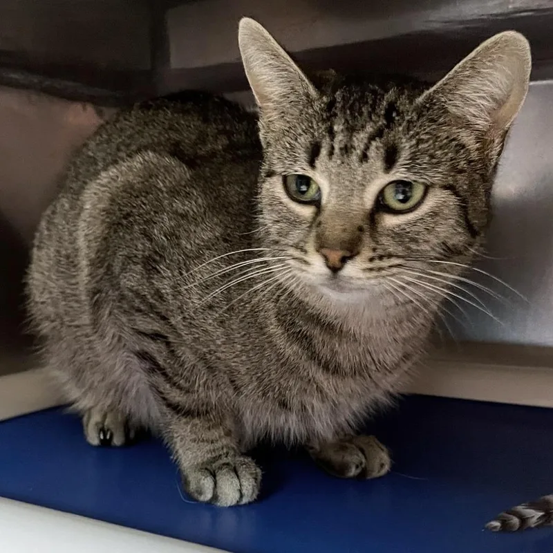 Team Strategy thumbnail 4