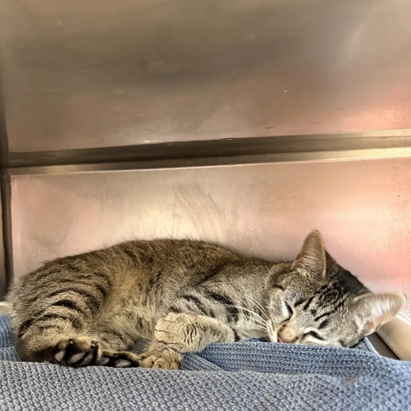 Team Strategy thumbnail 5