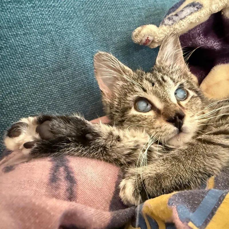 Wishingstar thumbnail 2