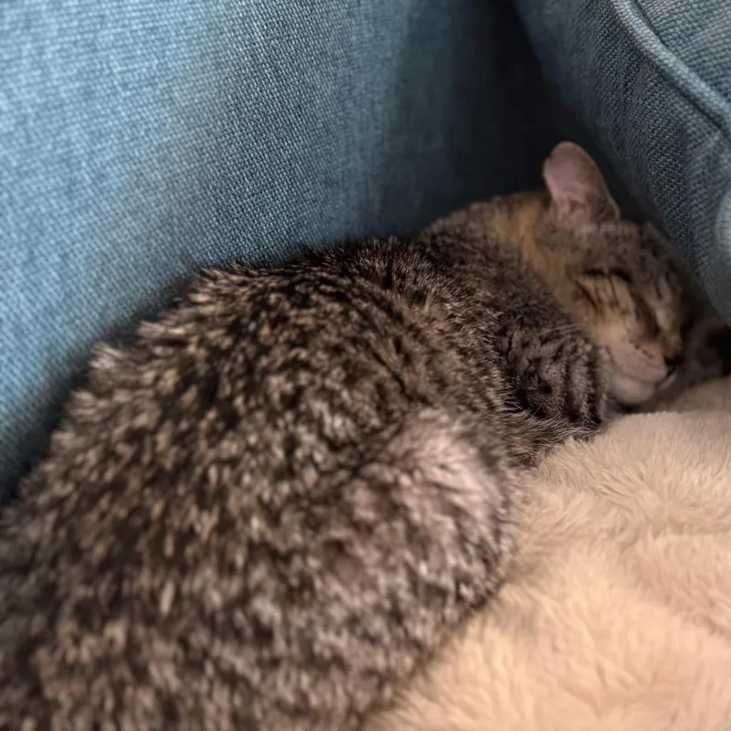 Wishingstar thumbnail 4