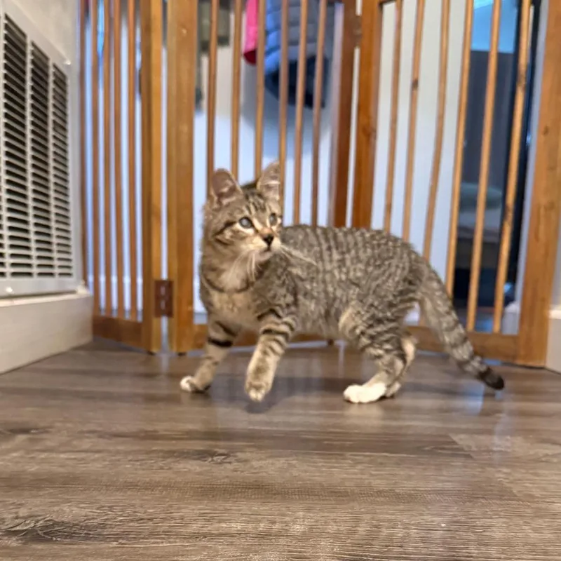 Wishingstar thumbnail 5