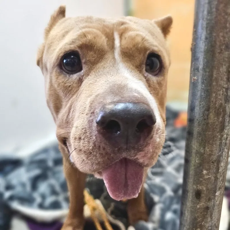 Miss Queen thumbnail 2