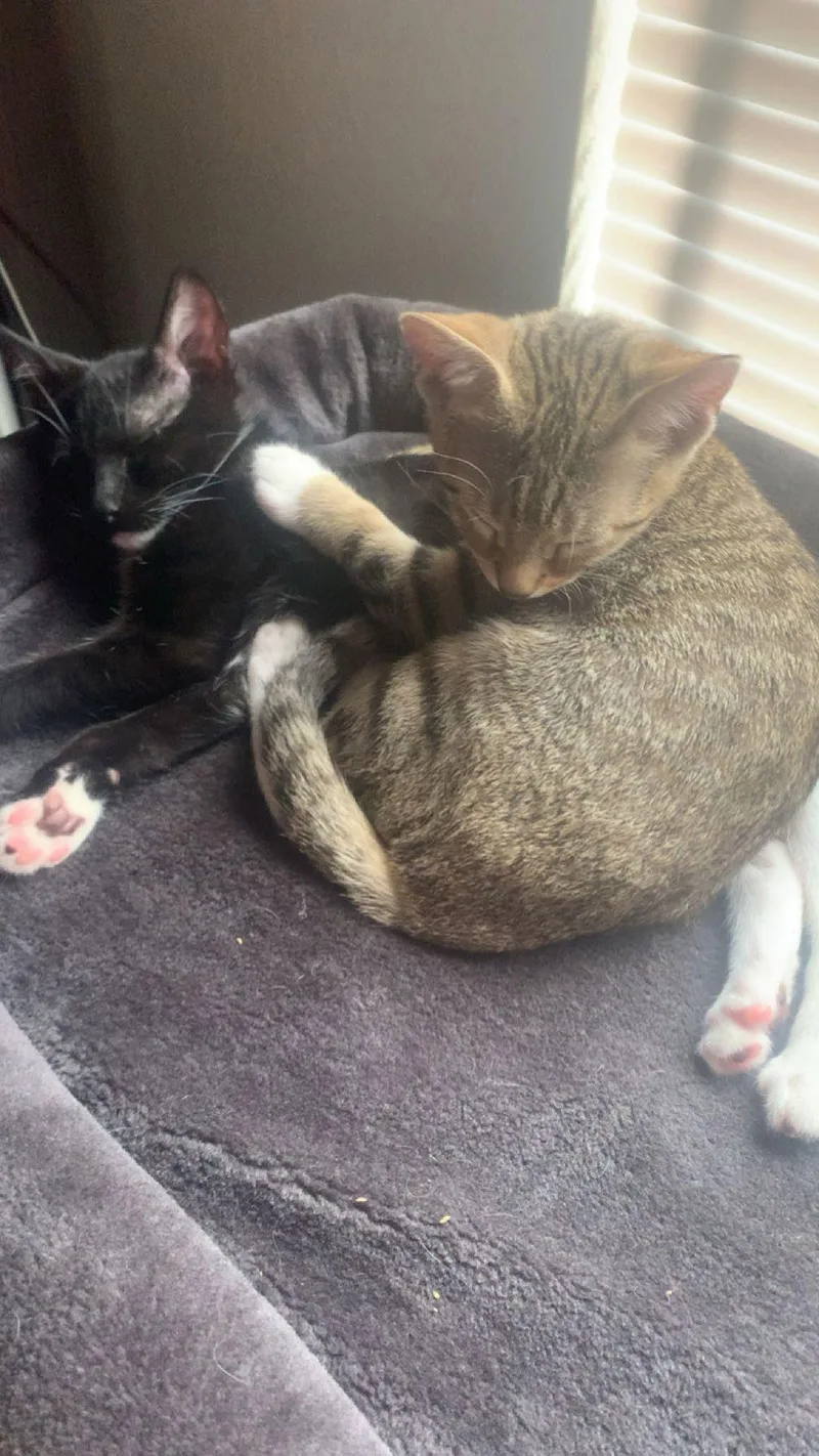 King & Prince  thumbnail 2