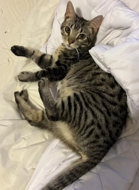 Hawthorne thumbnail 2