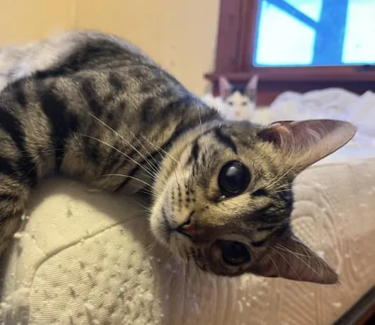 Hawthorne thumbnail 3