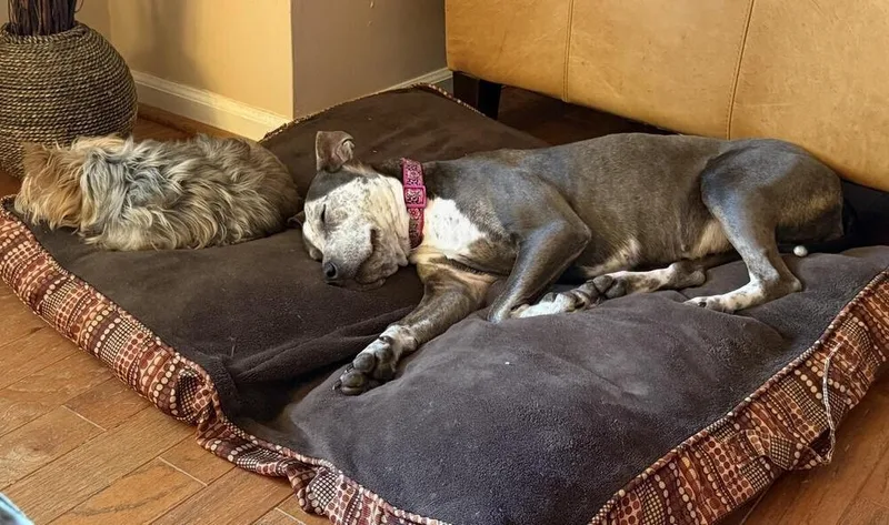 Honey Bunny thumbnail 4