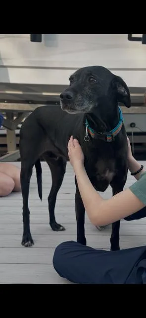 Tyson  Kid Approved! thumbnail 3