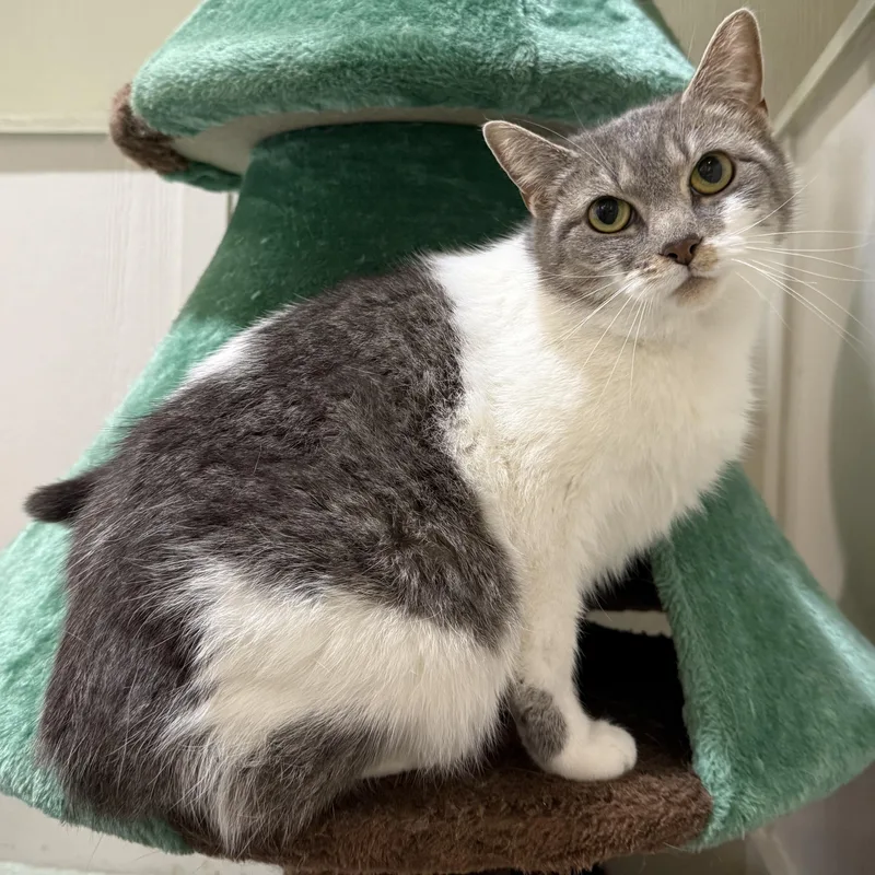 An adult medium-sized female Domestic Short Hair cat named Love for adoption in Latrobe, PA