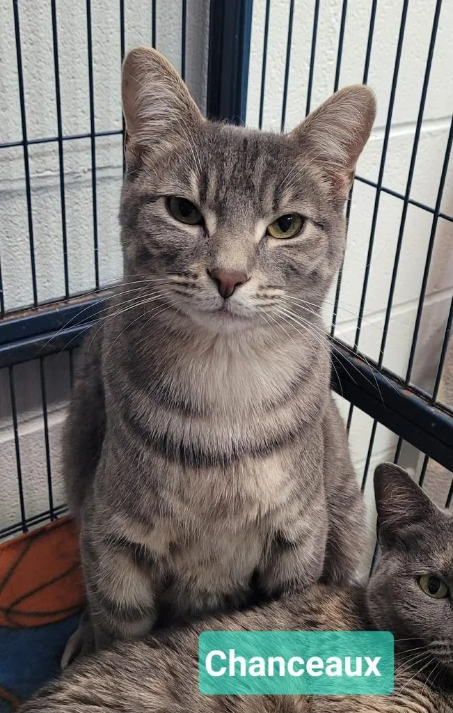 Chanceaux