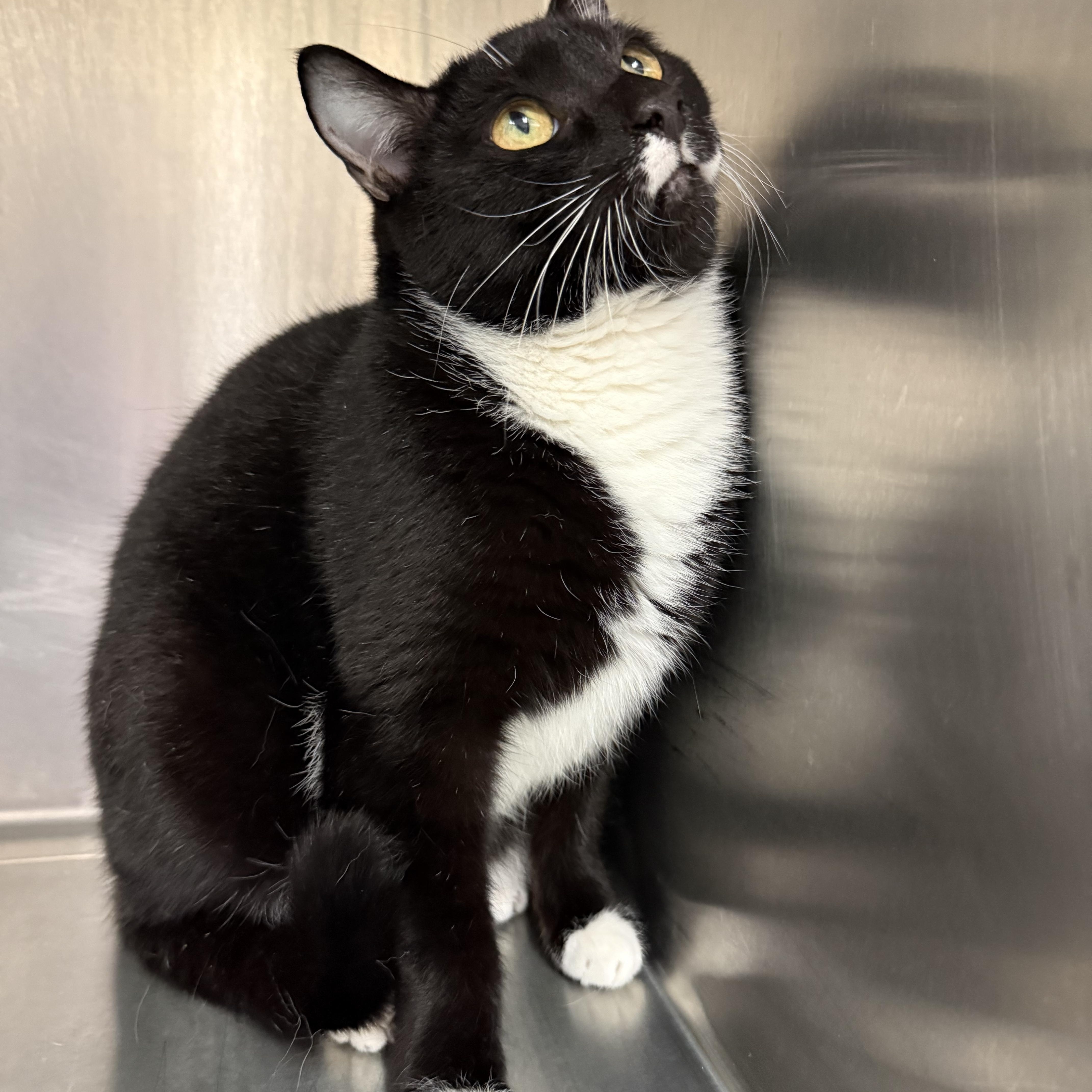 Smooches thumbnail 2