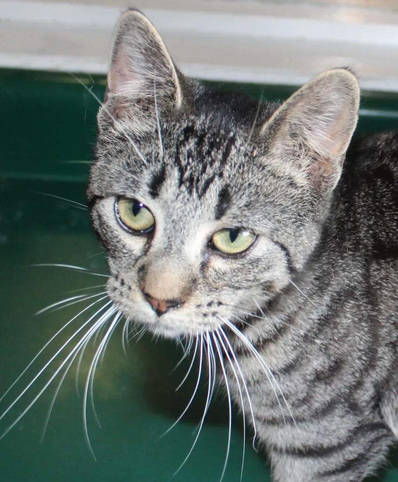 Knuckles thumbnail 2