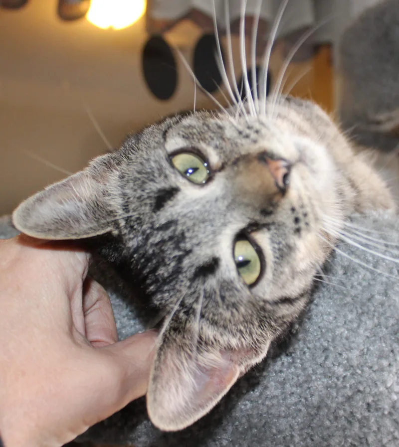 Knuckles thumbnail 3