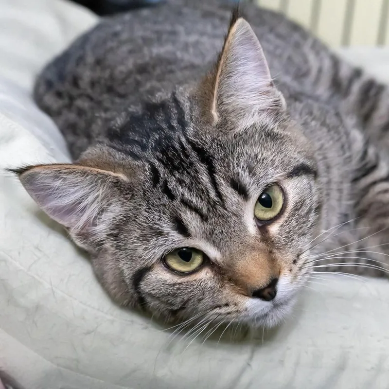 Crabapple thumbnail 2