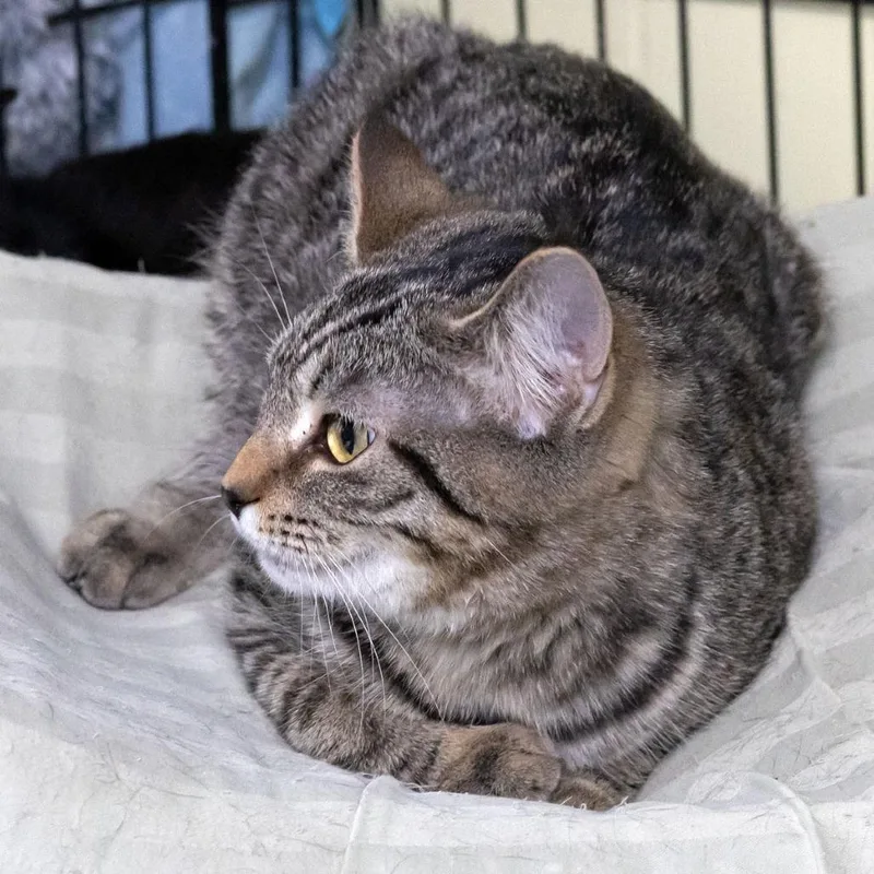 Crabapple thumbnail 3