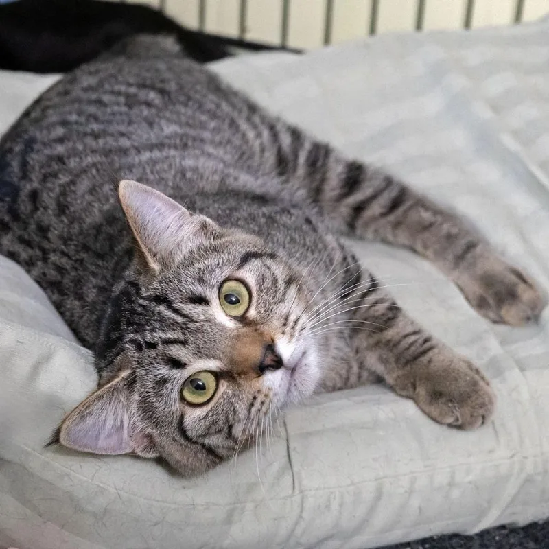 Crabapple thumbnail 4