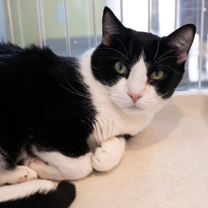 Felix Unger thumbnail 2