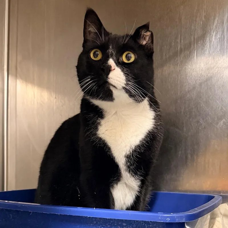 Mister Toosa thumbnail 2