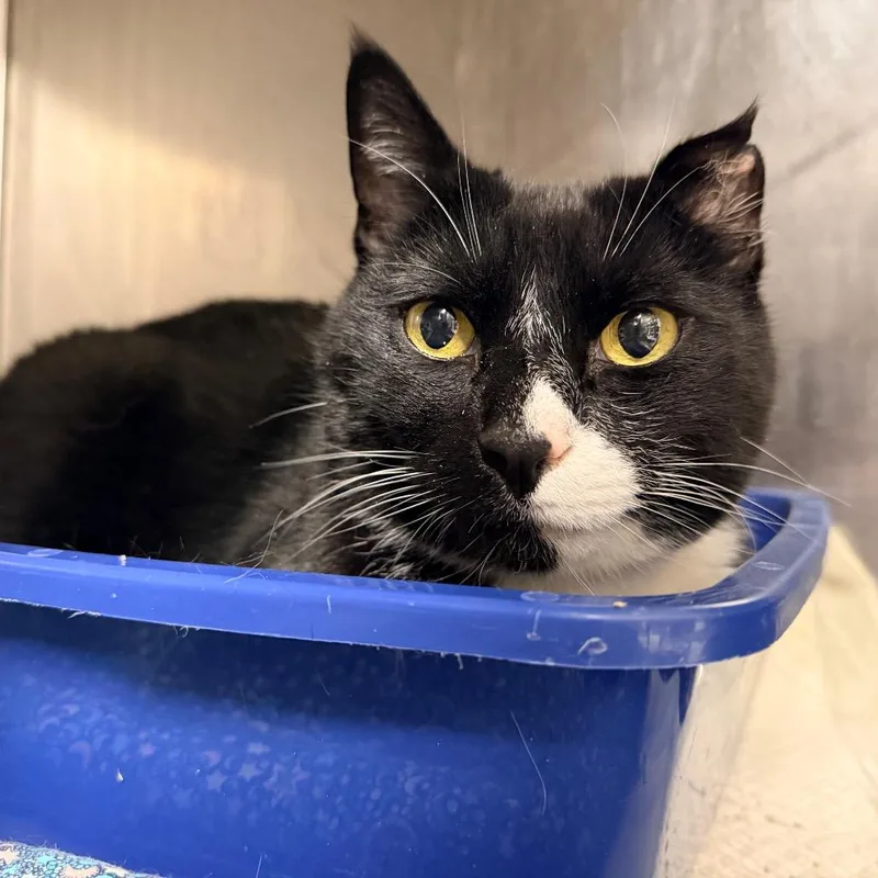 Mister Toosa thumbnail 3