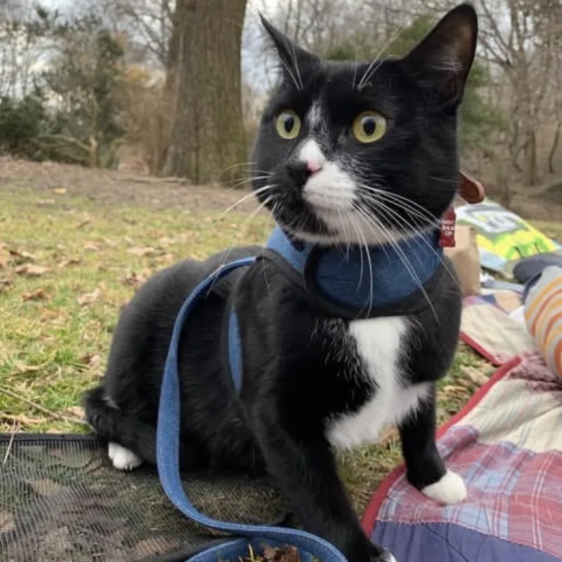 Mister Toosa thumbnail 4