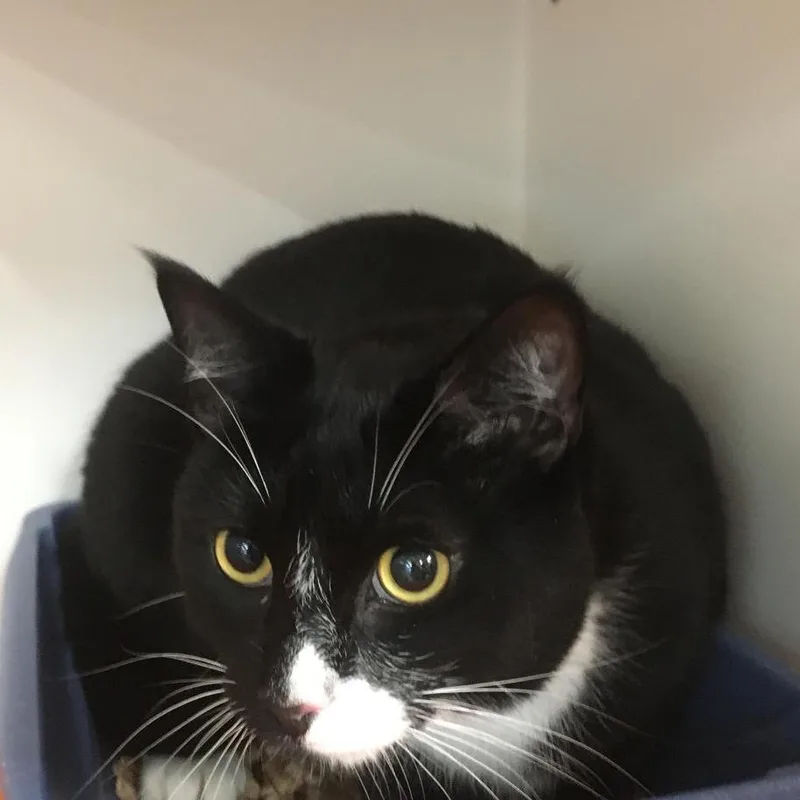 Mister Toosa thumbnail 5