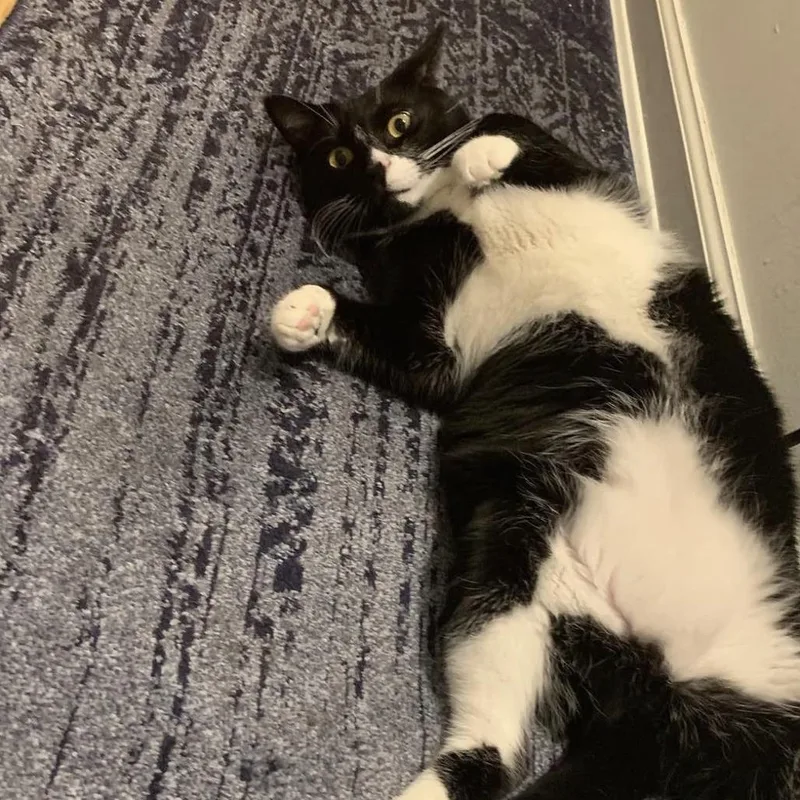 Mister Toosa thumbnail 6