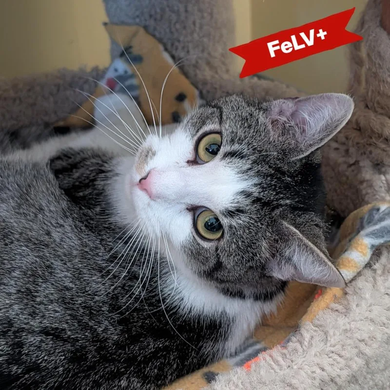 Oscar Madison thumbnail 2