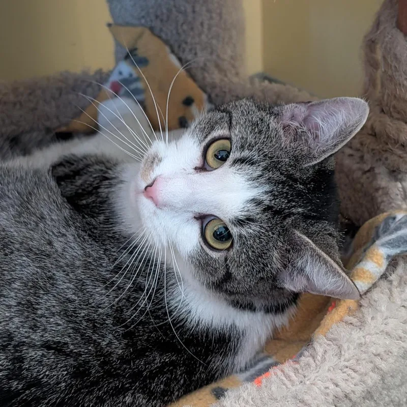 Oscar Madison thumbnail 5